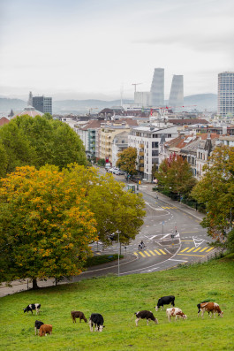 NOVO DEJAN JOVANOVIC